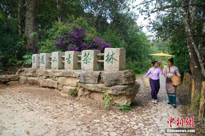 普洱景邁山古茶林文化景觀位于中國云南省普洱市瀾滄拉祜族自治縣惠民鎮(zhèn)。<a target='_blank' href='/' _fcksavedurl='/'><p  align=