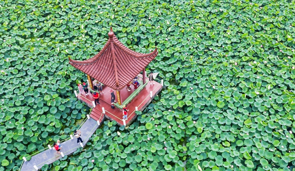 圖為金湖萬畝荷花蕩。陳義寶攝