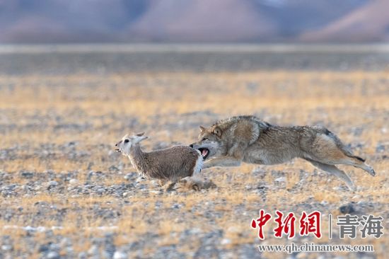 圖為獲獎作品。同海元供圖