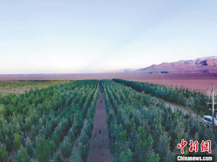 圖為格爾木境內(nèi)種植的綠樹?！「駹柲救诿襟w中心供圖