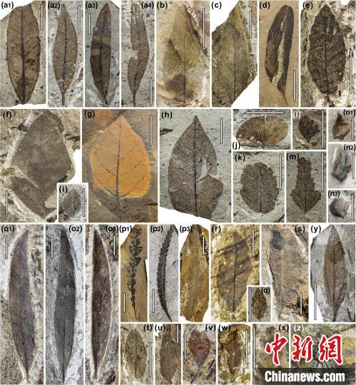 中始新世熱魯化石植物群(4500萬(wàn)–4000萬(wàn)年前)。　中科院青藏高原所 供圖
