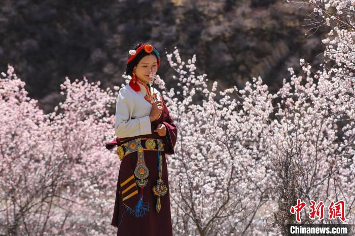 白玉縣河坡鎮(zhèn)桃花林間身穿民族服飾的藏族女孩?！“子袢诿?攝