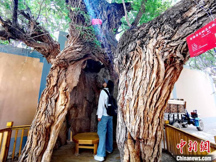 青海海東市阿河灘地質(zhì)文化村：古樹新枝、丹山碧水