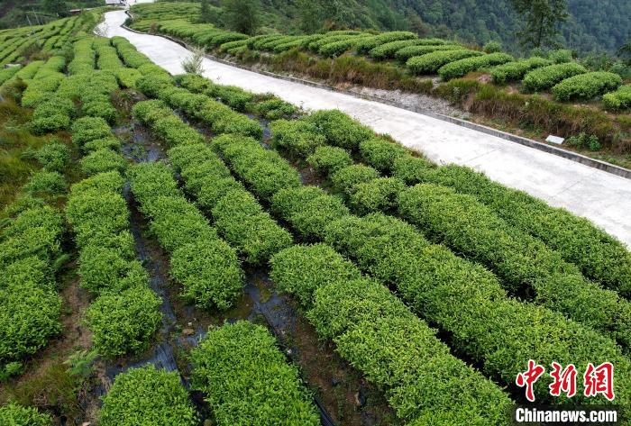 圖為西藏林芝市墨脫縣背崩鄉(xiāng)格林村山頂?shù)木坝^茶園。(無人機(jī)照片) 李林 攝