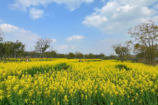 每到油菜花季，就有市民相約到重慶廣陽(yáng)島上踏青賞花。鄒樂(lè)攝
