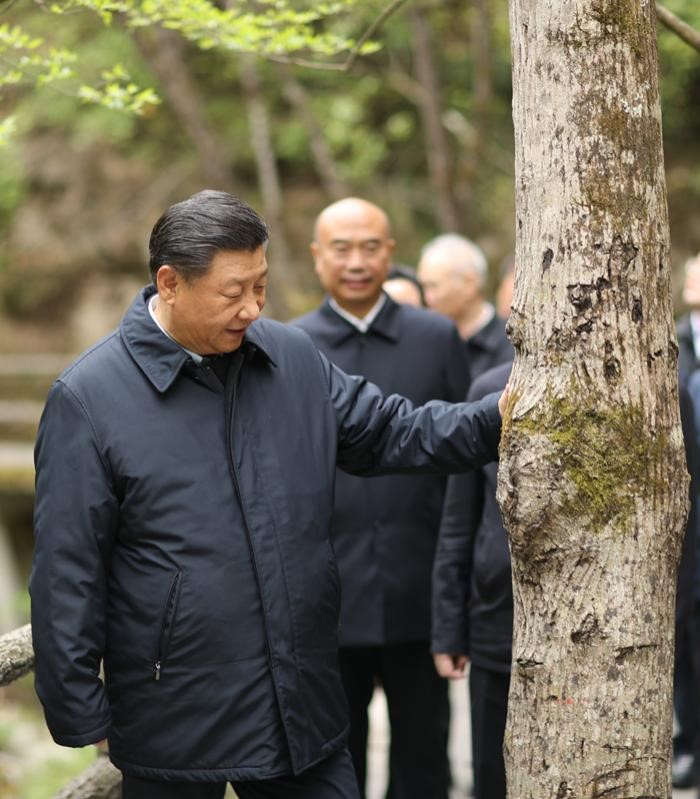 2020年4月20日，中共中央總書記、國家主席、中央軍委主席習近平在陜西考察調(diào)研。這是習近平在位于商洛市柞水縣的秦嶺牛背梁國家級自然保護區(qū)，考察秦嶺生態(tài)保護情況。 新華社記者 鞠鵬 攝