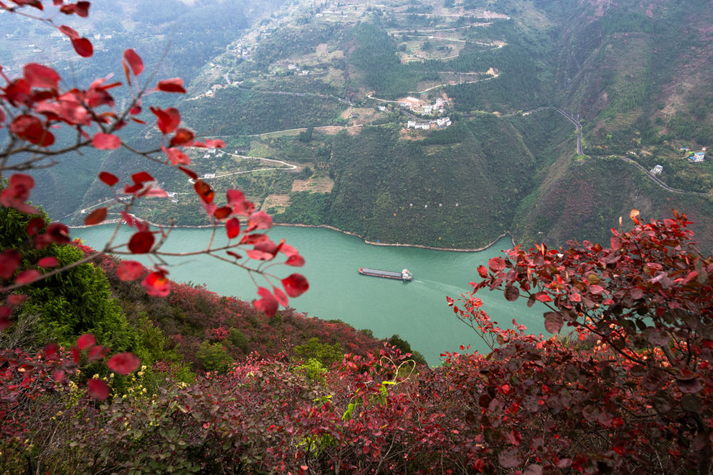船舶行駛在紅葉掩映下的長江三峽重慶市巫山縣水域（2023年11月30日攝）。新華社記者 肖藝九 攝