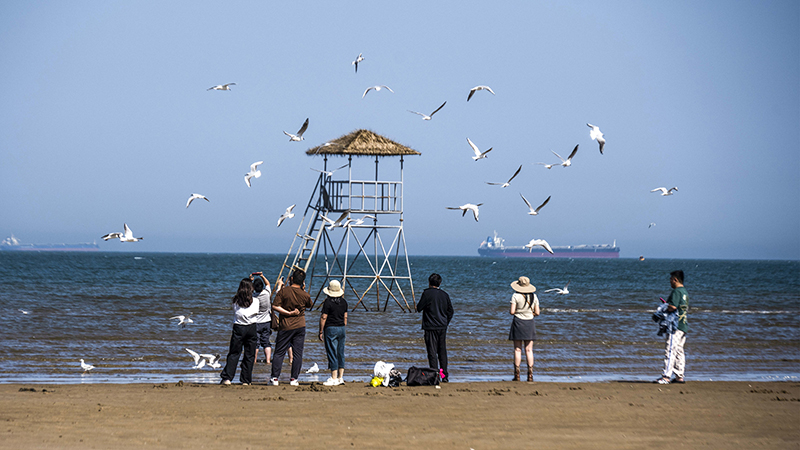 2024年5月12日，河北秦皇島，北戴河鴿子窩公園成群海鷗在天空中自由翱翔，與大海、藍(lán)天構(gòu)成了一幅美麗的畫卷。