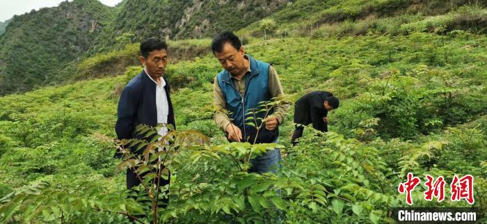 圖為張金利調(diào)研適合阿拉村種植的農(nóng)作物，經(jīng)過(guò)不斷改良技術(shù)后，產(chǎn)量大大提高。(資料圖)甘肅省水利廳供圖