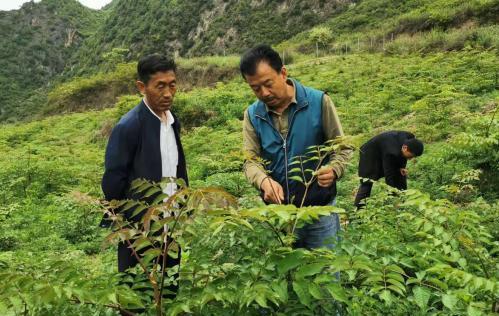 圖為張金利調研適合阿拉村種植的農作物，經過不斷改良技術后，產量大大提高。(資料圖)甘肅省水利廳供圖