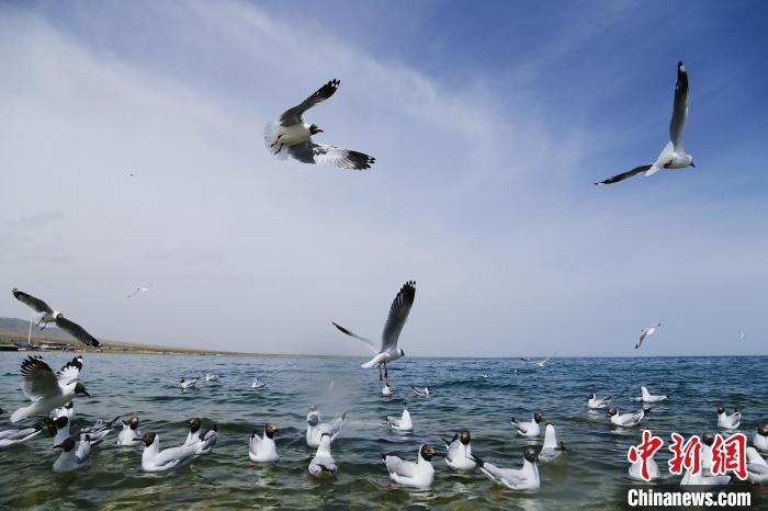 圖為水鳥在青海湖飛翔?！●R銘言 攝