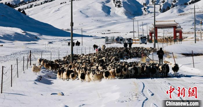圖為村民在雪地上放牧?！《继m縣融媒體中心供圖