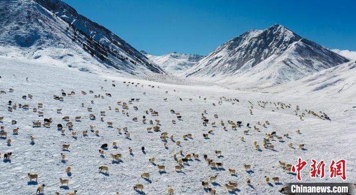 圖為羊群在雪地里覓食?！《继m縣融媒體中心供圖