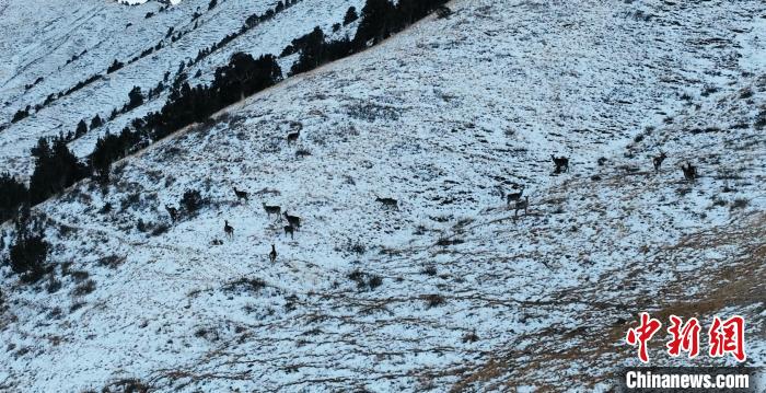 圖為巖羊和馬鹿集體在雪地里休憩?！《继m縣融媒體中心 供圖