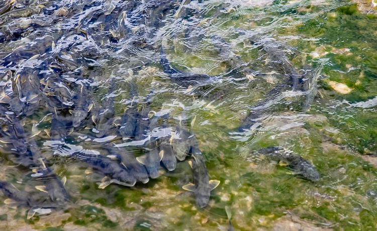 青海湖裸鯉（湟魚）洄游。周元峰攝
