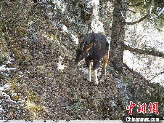 圖為相同位點記錄到的國家二級重點保護野生動物—中華鬣羚。　中國科學(xué)院昆明動物研究所提供