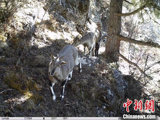 圖為相同位點記錄到的雪豹主要獵物—巖羊?！≈袊茖W(xué)院昆明動物研究所提供