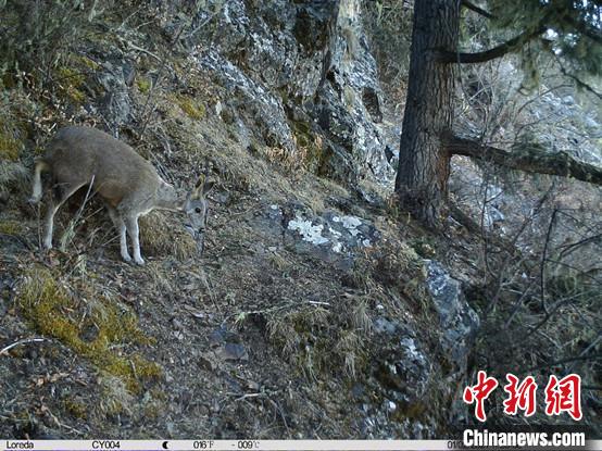 圖為相同位點記錄到的國家一級重點保護野生動物—馬麝?！≈袊茖W(xué)院昆明動物研究所提供
