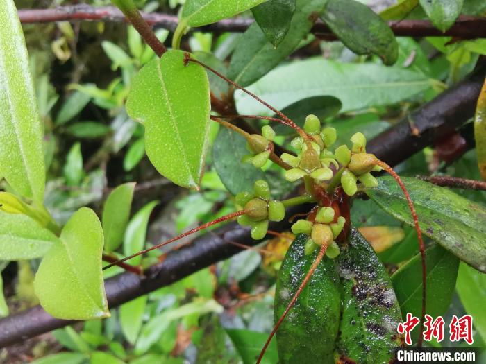 圖為折萼杜鵑果實(shí)圖?！≈锌圃豪ッ髦参镅芯克峁? oldsrc=