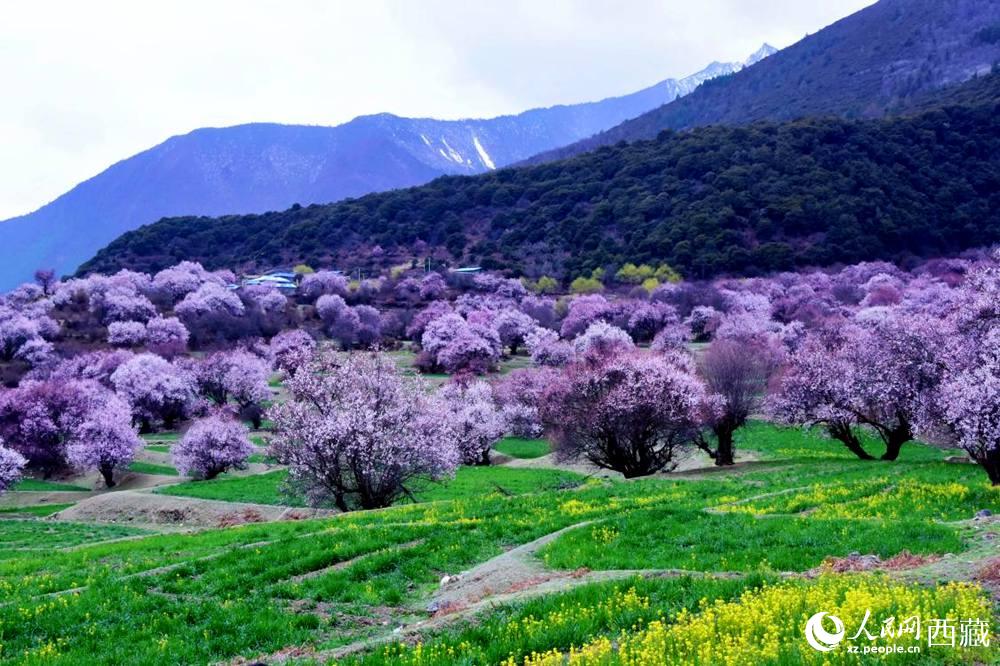 一樹(shù)樹(shù)野桃花開(kāi)得正艷。人民網(wǎng) 李海霞攝