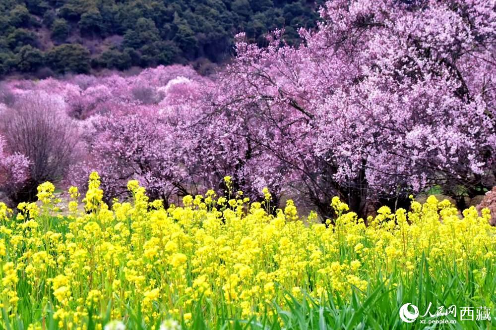 桃花與油菜花交相輝映。人民網(wǎng) 李海霞攝