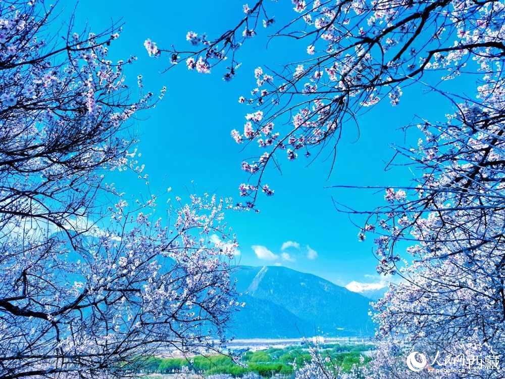 桃花在藍(lán)天白云的映襯下分外好看。人民網(wǎng) 李海霞攝