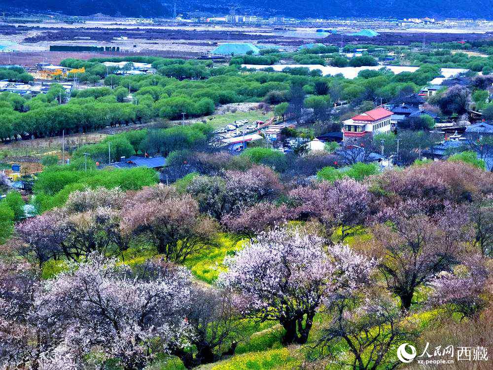 漫山開(kāi)放的野桃花。人民網(wǎng) 李海霞攝