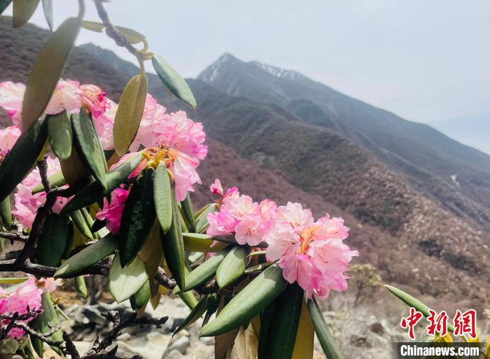 近日，西藏自治區(qū)山南市加查縣索囊溝的杜鵑花競(jìng)相綻放?！∪轿木?攝