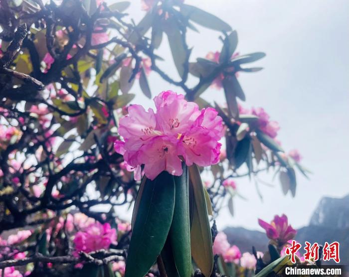 近日，西藏自治區(qū)山南市加查縣索囊溝的杜鵑花競(jìng)相綻放。　冉文娟 攝