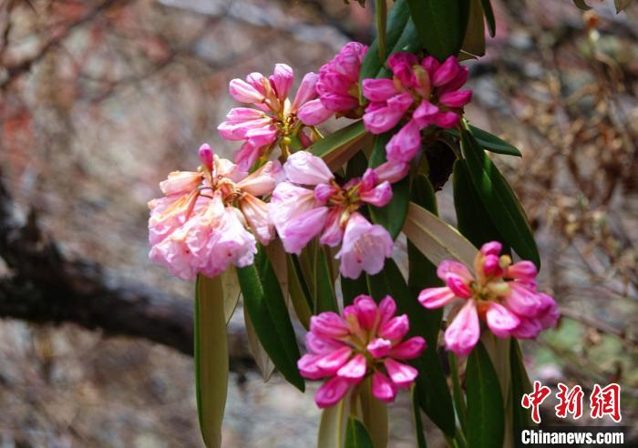近日，西藏自治區(qū)山南市加查縣索囊溝的杜鵑花競(jìng)相綻放?！∪轿木?攝