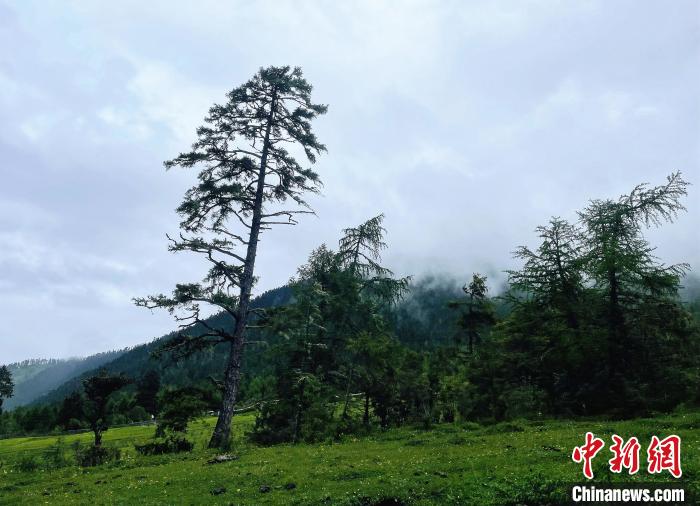 6月10日，魯朗小鎮(zhèn)高山牧場(chǎng)景區(qū)風(fēng)光?！∪轿木?攝