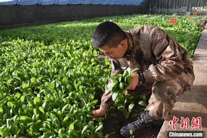 圖為阿里軍分區(qū)某邊防團(tuán)官兵在溫室摘菜?！￡悋[岳 攝