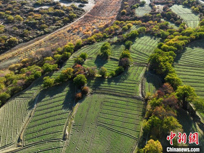 圖為11月8日，雅魯藏布江畔的高原梯田?！《拘?攝