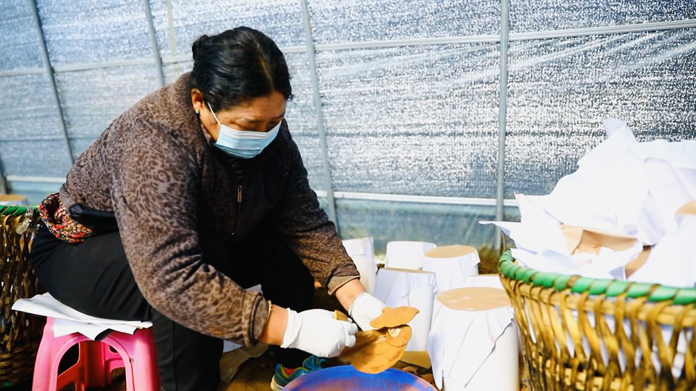 采收靈芝孢子粉。