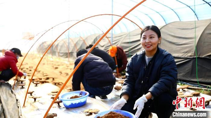 圖為農(nóng)民采收靈芝孢子粉?！∴嚢?攝