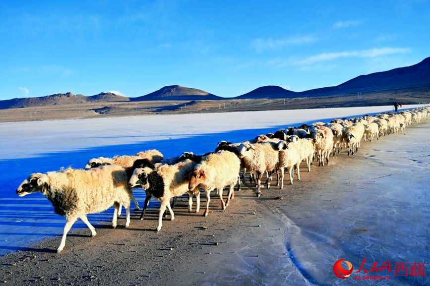 羊群排著隊(duì)穿過普莫雍錯(cuò)。 人民網(wǎng) 李海霞攝