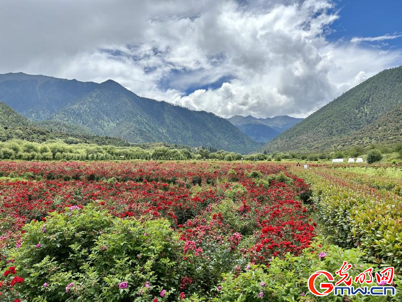 我們的家園丨工布花谷：高原花開香飄全國，產(chǎn)業(yè)經(jīng)濟(jì)增收致富