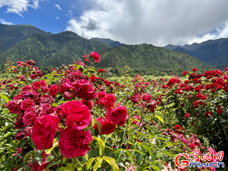我們的家園丨【組圖】 綠水青山入畫，“金山銀山”筑起