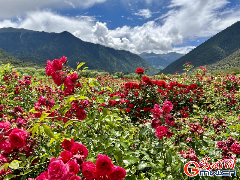 我們的家園丨【組圖】 綠水青山入畫，“金山銀山”筑起