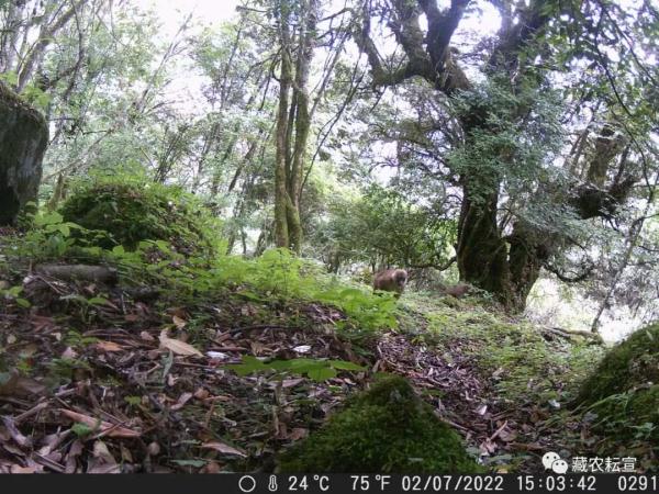 西藏色季拉山發(fā)現(xiàn)雪豹、白頰獼猴等多種珍稀野生動物