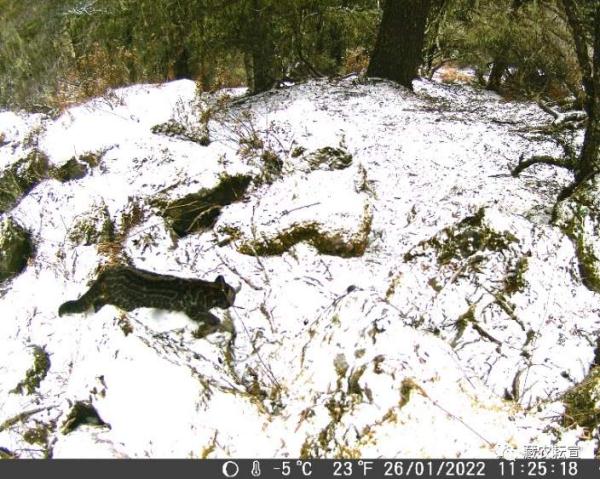 西藏色季拉山發(fā)現(xiàn)雪豹、白頰獼猴等多種珍稀野生動物