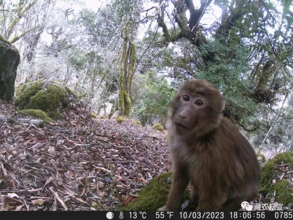 西藏色季拉山發(fā)現(xiàn)雪豹、白頰獼猴等多種珍稀野生動物
