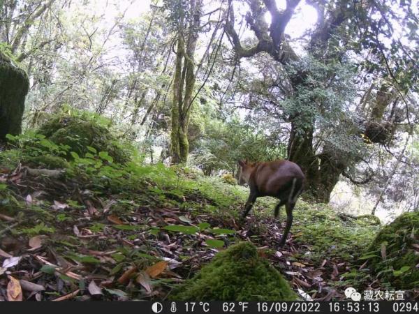 西藏色季拉山發(fā)現(xiàn)雪豹、白頰獼猴等多種珍稀野生動物