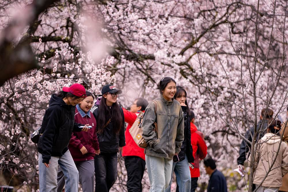桃花盛開(kāi)惹人醉，八方游客賞花來(lái)。徐馭堯攝
