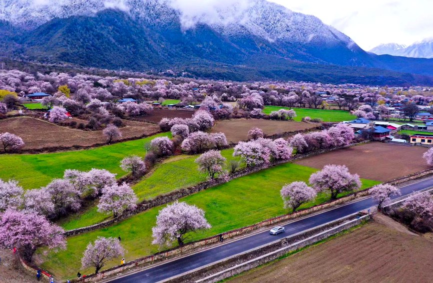 波密縣傾多鎮(zhèn)如納村盛開的桃花。徐馭堯攝